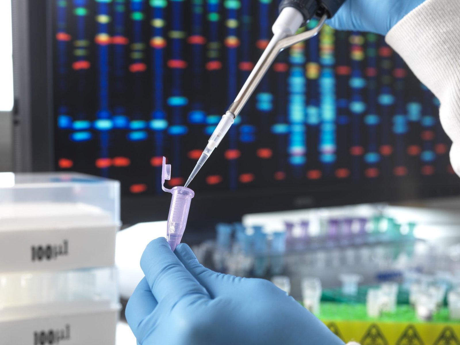 Cientistas criam teste genético para identificar cegueira em cães Cientistas criam teste genético para identificar cegueira em cães
